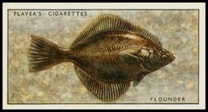 19 Flounder